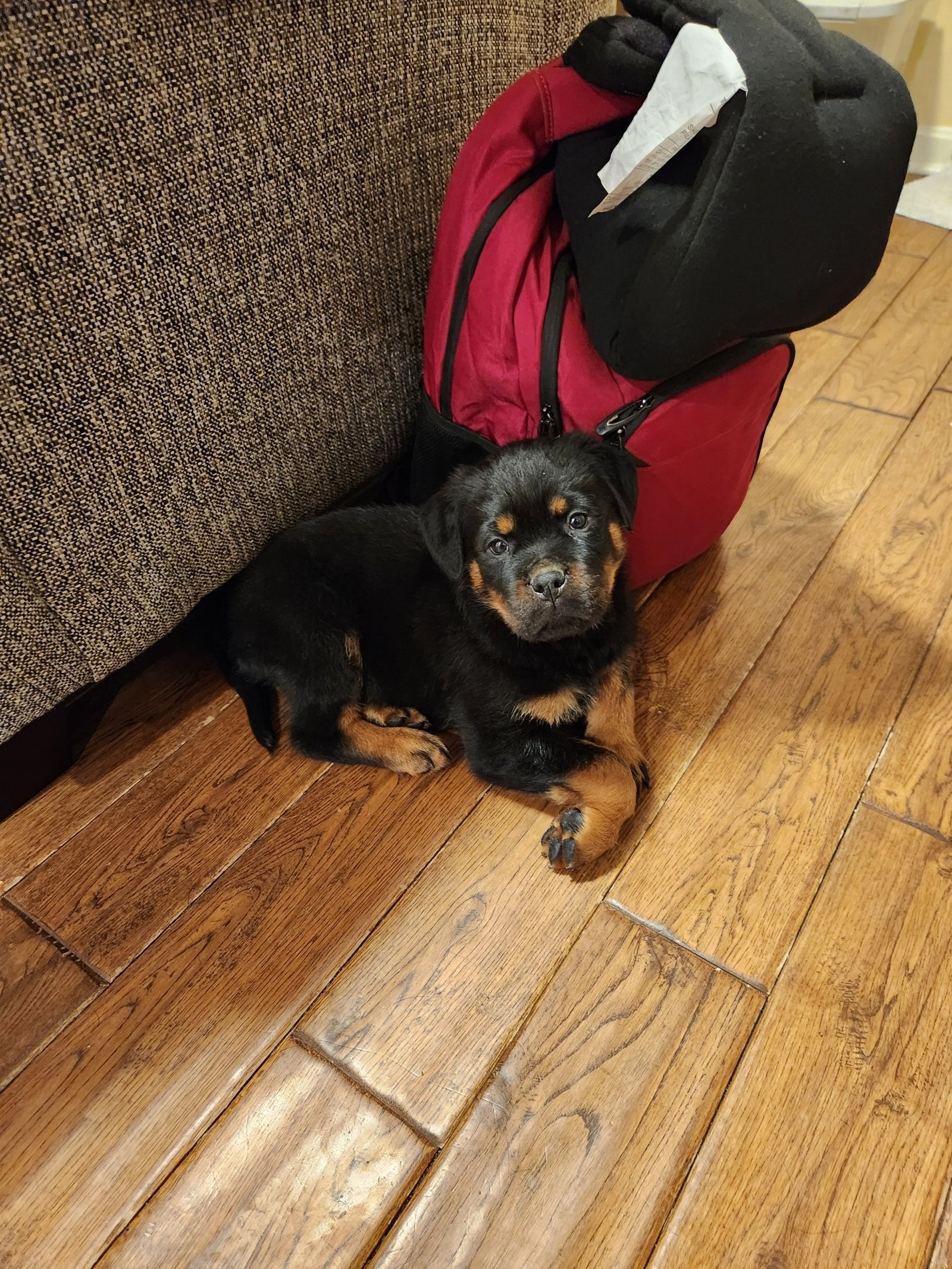 Kojak at home after a perilous journey.